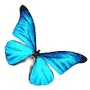 MorphOS 1.5 bemutat�